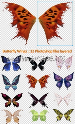 Butterfly Wings PSD 