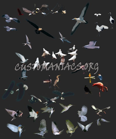Birds - Asuka PSD Layered 